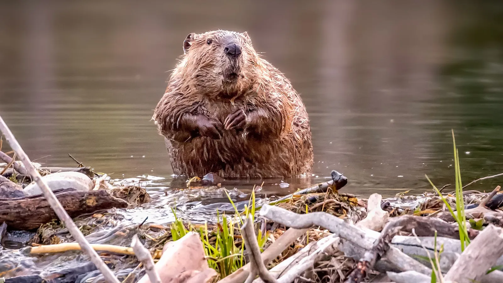 The US is bringing back nature’s best firefighters: beavers